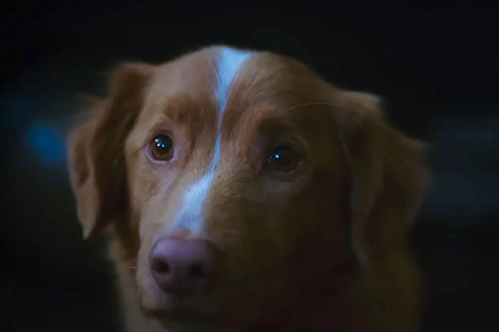 Good Boy Official Trailer HD IFC Films3