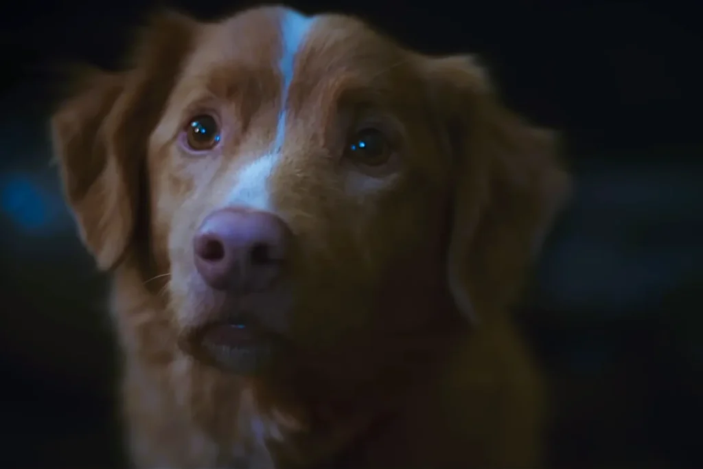 Good Boy Official Trailer HD IFC Films4